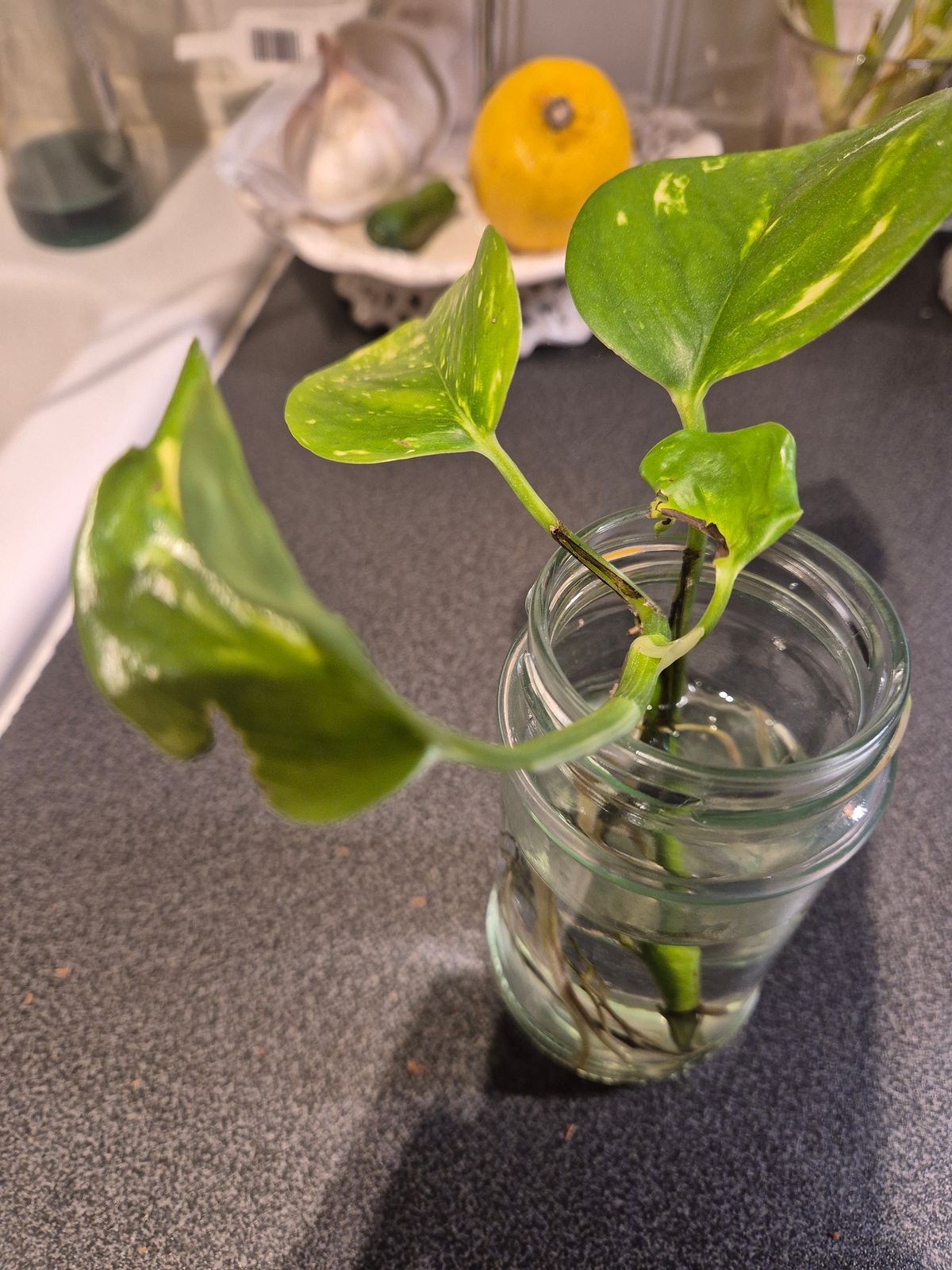 En grön växtstickling med brokiga blad står i ett glas med vatten.