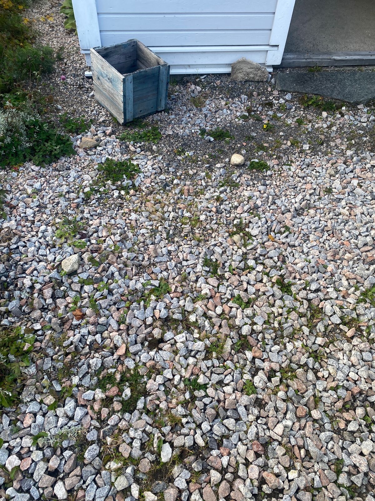 En grusyta med spridda små ogräsplantor intill en byggnad och en trälåda.