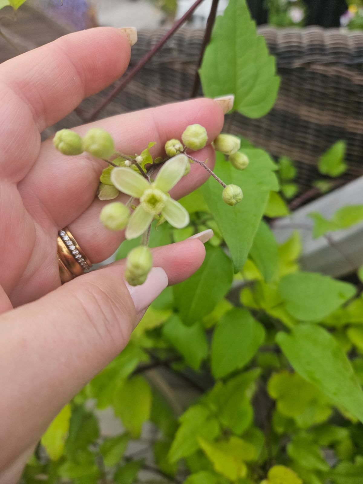 En hand håller en ranka med ljusgröna små blommor, knoppar och gröna blad.