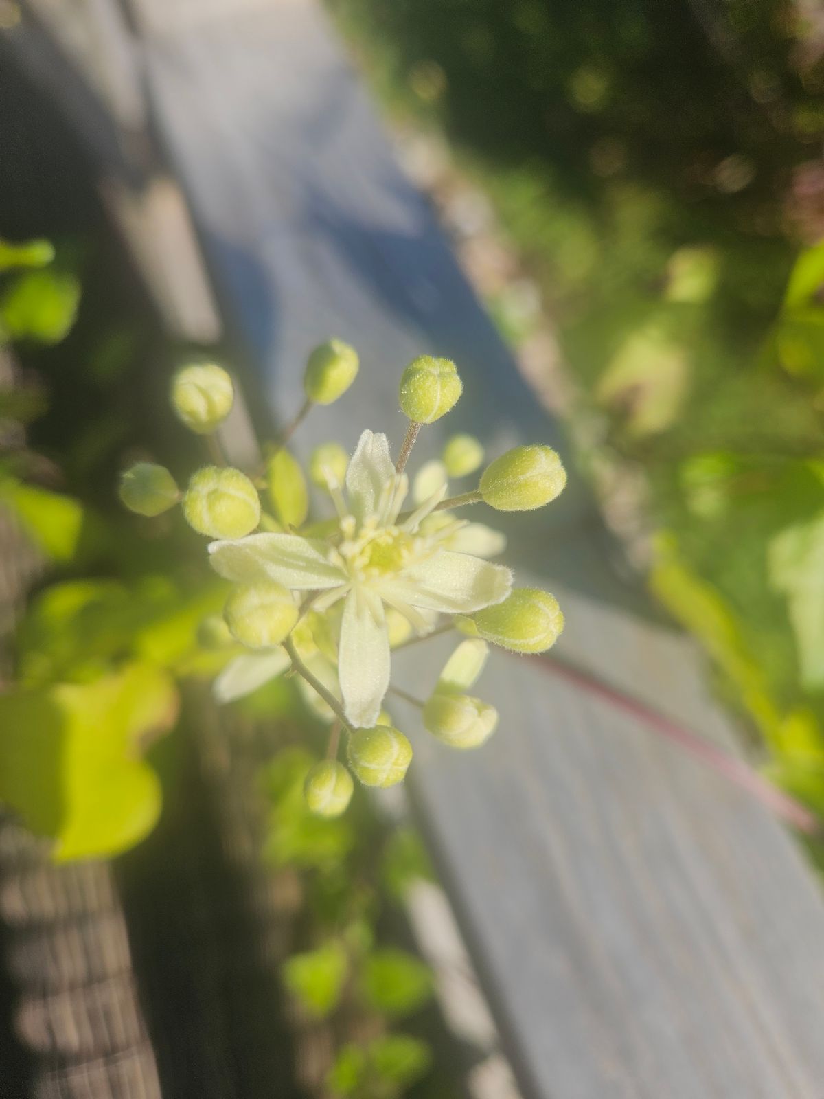 En närbild av en vit, stjärnformad blomma med många gröna knoppar runtom. Bakgrunden är suddig med gröna blad och ett räcke.