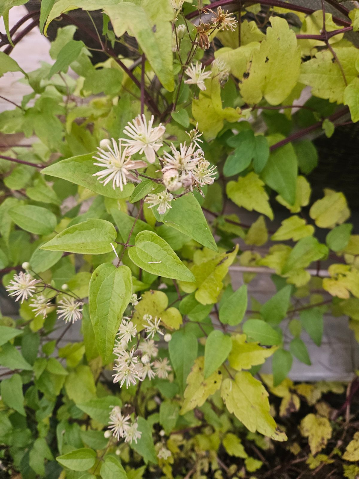 Klematis med ljusgröna blad, vita blomrester och flera fluffiga fröställningar.